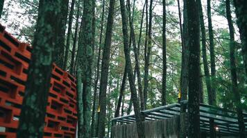 Serene pine forest with a focus on the textured trunks, featuring a glimpse of a red wooden structure on the left video