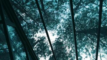 Abstract view of a forest canopy through a glass structure, showcasing a blend of nature and architecture video