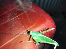 a green grasshopper on a red chair photo