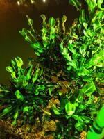 a green plant in the dark with lights on photo