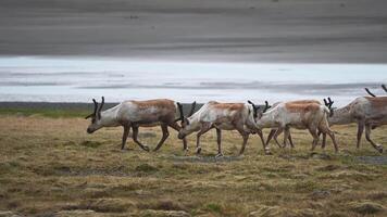 salvaje manada de renos migrando en sur Islandia, verano tiempo. reno a caribú Islandia. cerca arriba vista. video