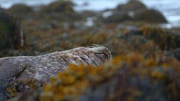 Golden seal sleeping at Ytri Tunga beach Iceland. Harbor seals, Western fjords, Iceland. Harbor seals in the waters of the Skotur fjord near Litlibaer, Western Fjords, Iceland video