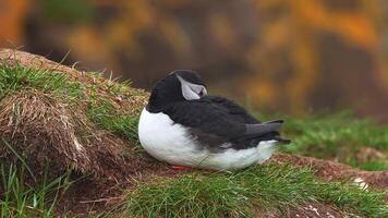 View of the Atlantic puffin, common birds found in Iceland. Atlantic puffin also know as common puffin is a species of seabird in the auk family. Iceland, Norway and Faroe Islands. video
