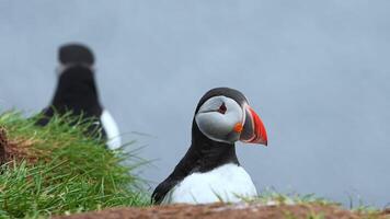 View of the Atlantic puffin, common birds found in Iceland. Atlantic puffin also know as common puffin is a species of seabird in the auk family. Iceland, Norway and Faroe Islands. video