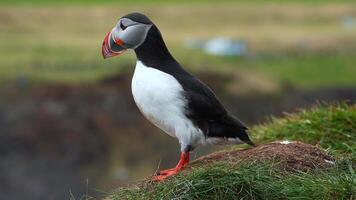 View of the Atlantic puffin, common birds found in Iceland. Atlantic puffin also know as common puffin is a species of seabird in the auk family. Iceland, Norway and Faroe Islands. video