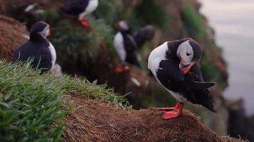 View of the Atlantic puffin, common birds found in Iceland. Atlantic puffin also know as common puffin is a species of seabird in the auk family. Iceland, Norway and Faroe Islands. video