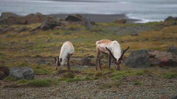 salvaje manada de renos migrando en sur Islandia, verano tiempo. reno a caribú Islandia. cerca arriba vista. video