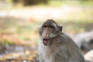 Portrait of monkey. Close-up monkeys have a rest photo