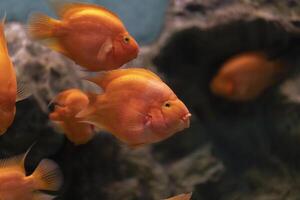 A goldfish with shimmering orange scales glides through a rectangular glass tank photo