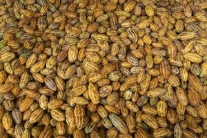 Fresh cocoa pod cut exposing cocoa seeds, with a cocoa plant photo