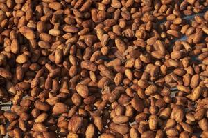 Cocoa beans, or cacao beans being dried on a drying platform after being fermented photo