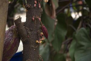 Close-up cacao flowers, The native plant of Central and South America that cacao or cocoa beans used to make a cocoa mass, cocoa powder, and chocolate photo