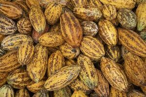 Fresh cocoa pod cut exposing cocoa seeds, with a cocoa plant photo