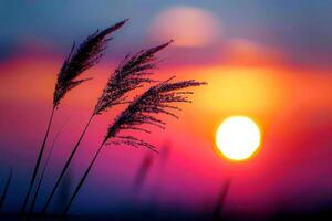Beautiful nature view with shining light representing peace in life photo