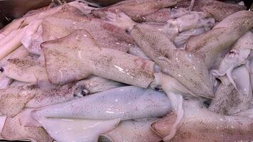 Top view of fresh squids display in market. photo