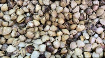Top view of shell mussels or clam display in wet market. Seafood concept. photo