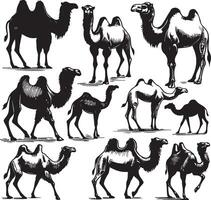 camel bundle illustration vector