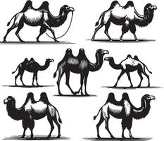 camel bundle illustration vector