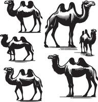 camel bundle illustration vector