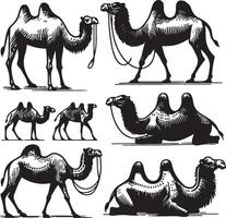 camel bundle illustration vector
