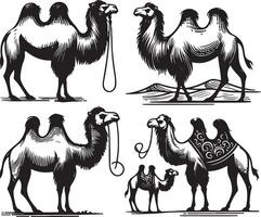 camel bundle illustration vector
