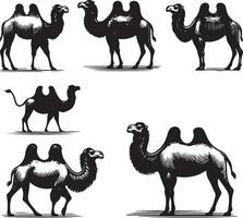 camel bundle illustration vector