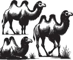 camel bundle illustration vector