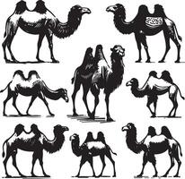 camel bundle illustration vector
