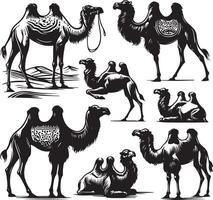 camel bundle illustration vector