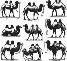 camel bundle illustration vector