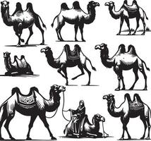 camel bundle illustration vector