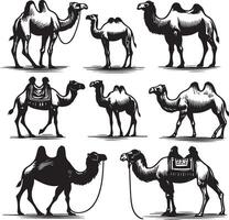 camel bundle illustration vector