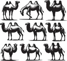 camel bundle illustration vector