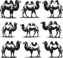 camel bundle illustration vector