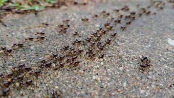 Close-up of migrating ants on the forest floor, small ants walking on the ground in a national park, selective focus. video