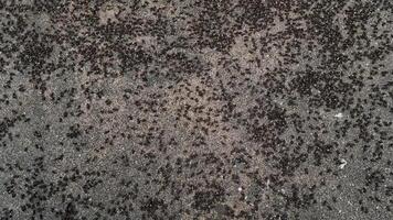 Close-up of migrating ants on the forest floor, small ants walking on the ground in a national park, selective focus. video