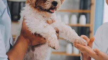 Veterinary doctor and assistant working together examining dog on table in veterinary clinic Pet health care and medical concept. Close-up. video