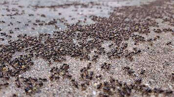 Close-up of migrating ants on the forest floor, small ants walking on the ground in a national park, selective focus. video