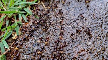 Close-up of migrating ants on the forest floor, small ants walking on the ground in a national park, selective focus. video