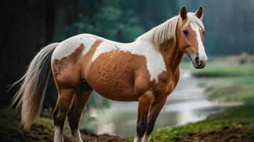 Majestic horse posing for the camera, good for multimedia content photo