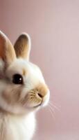 Healthy lovely cute bunny easter rabbit on light background, Cute fluffy rabbit on light background Animal symbol of easter day festival, Happy easter rabbit, for multimedia content photo