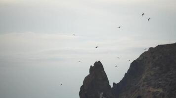 Cormorants flock flying in formation to save energy. Flock of Great Cormorants - Phalacrocorax carbo. School of black migratory birds flies in cloudy sky over the sea along the coast. Slow motion. video