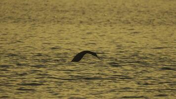Silhouetted Cormorant Diving into the Water. A cormorant dives headfirst into the water, creating ripples as it disappears beneath the surface. video