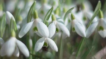 bi pollinerar snödroppe under tidigt vår i skog. snödroppar, blomma, vår. honung bi, apis mellifera besöker först snödroppar på tidigt vår, signal- slutet av vinter. långsam rörelse, stänga upp video