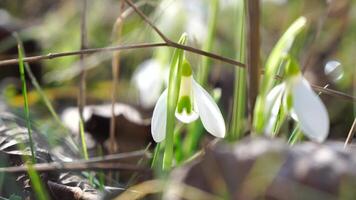 Close-up snowdrops flower blooming Early spring in the forest. Snowdrop flowers, Glade of snowdrops swaying in the wind. Bees collect honey from the first spring snowdrops, closeup. Galanthus nivalis. video