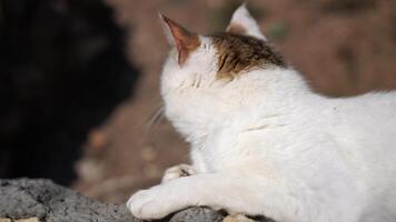 close-up shot of a beautiful white and gray cat basking in the sun while lying on a fence in a park, waking up and yawning. video