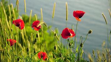 Red poppies and green grass at sunset over sea background. Beautiful field scarlet poppies flowers with selective focus. Red poppies in soft light. Glade of red poppies. Soft focus blur. Papaver sp. video