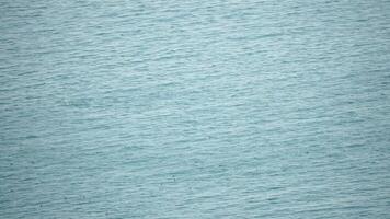 group of common bottlenose dolphins, Tursiops Truncatus, swimming in the sea. Aerial view of birds and mammals catching prey. Flock of seabirds on water with sunshine ripples against a smooth surface. video