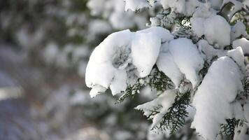 Juniper branches and cones under snow and ice, on overcast snowy day. Juniperus sp. Frosty winter time after snowfall. Juniper berries under snow. Weather and Climate Change. video