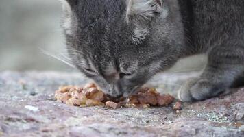 A homeless gray striped cat eats food on a rock in the park. Help and feed wild animals. The concept of caring, showing kindness, pity. A hungry little kitten quickly eats wet food. Close-up portrait video